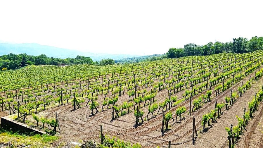 Mt Etna Private guided walking Tour with Wine Tasting - What You Should Pack and How to Prepare