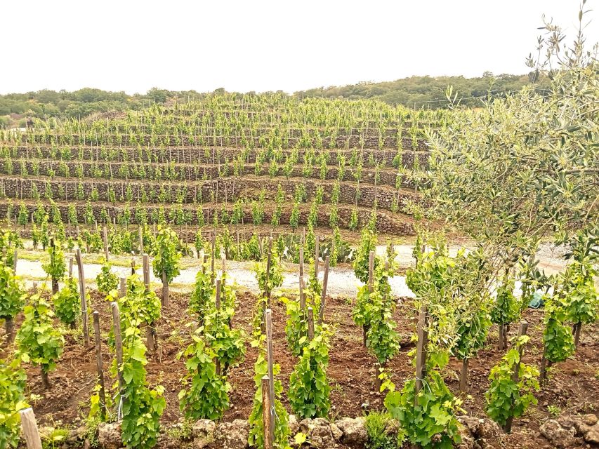 Mt Etna Private guided walking Tour with Wine Tasting - Price and Value: Is $191.45 per Person Fair?