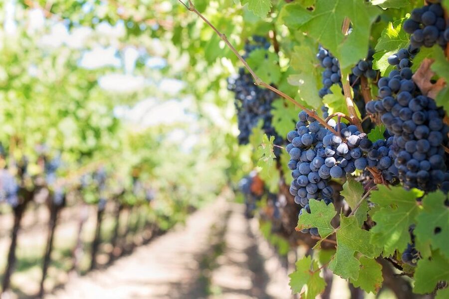 Mt Etna Private guided walking Tour with Wine Tasting - Getting to the 1900 mt Etna Base by Air Conditioned Car