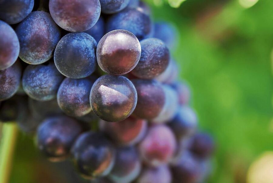 Oil & Wine Tasting - Key things to know before you go