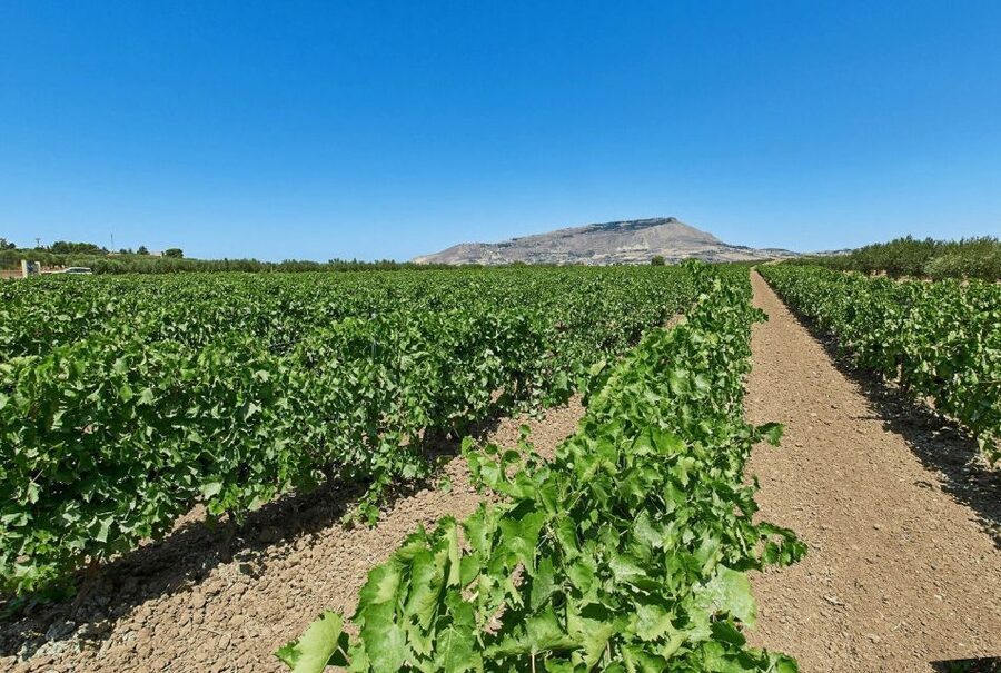Oil & Wine Tasting - Inside Baglio Ingardia, where Sicilian olive and wine culture starts
