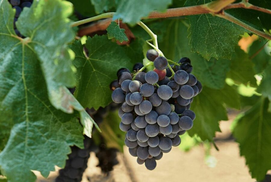 Oil & Wine Tasting - Baronial garden stroll, how it sets up the tasting