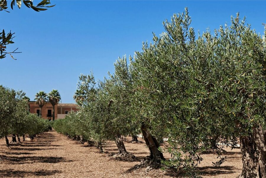 Oil & Wine Tasting - Organic wine tasting in a historic winery cellar