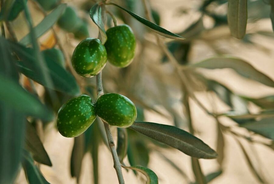 Oil & Wine Tasting - Grand Cru EVO oil tasting, where you learn to taste the olive