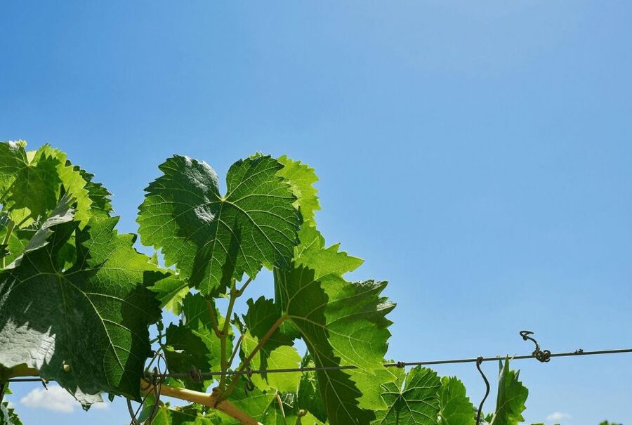 Oil & Wine Tasting - Shopping time, bringing Baglio Ingardia flavors home