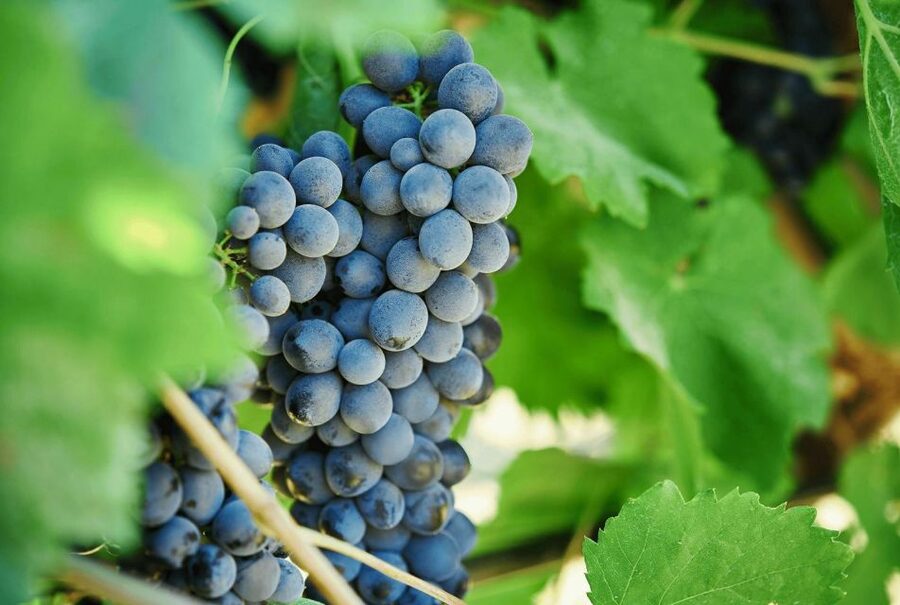 Oil & Wine Tasting - How long it takes, and how to fit it into a Trapani or western Sicily day