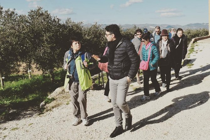 Olive Oil Experience - Key Points Worth Your Time