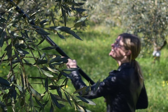 Olive Oil Experience - Montevago Olive Groves: The Setting That Makes It Click