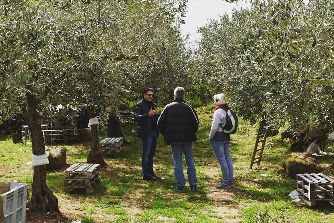 Olive Oil Experience - Should You Book Amodeo’s Olive Oil Experience?