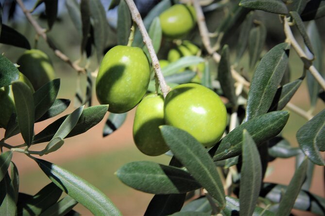 Olive Oil Tasting & Historic Olive Mill Tour in Ragusa area - The free tastings: premium oils, flavored oils, and bold pairings