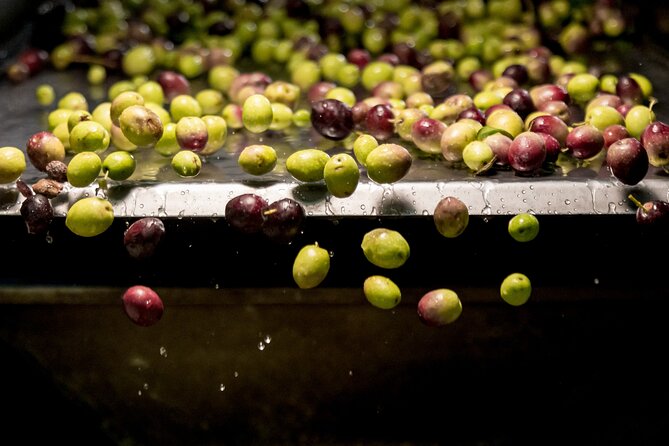 Olive Oil Tour Visit to the oil mill and olive oil tasting - Key highlights at Terra Surti (Sortino)