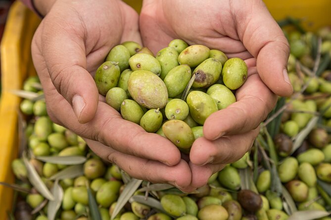 Olive Oil Tour Visit to the oil mill and olive oil tasting - VR harvest in Sicily: a useful bridge between grove and pressing