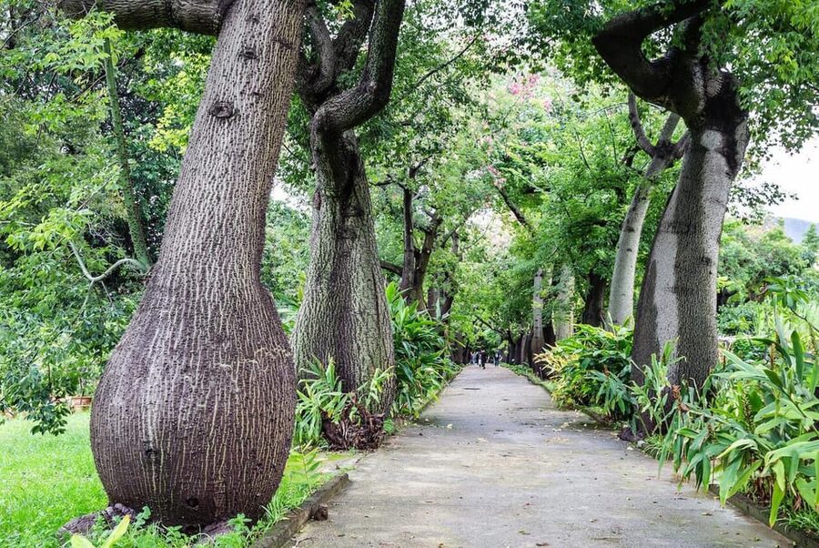 Palermo: Botanical Garden Entry Ticket and Palermo Audio App - A Quiet University Garden With 12,000 Plant Species