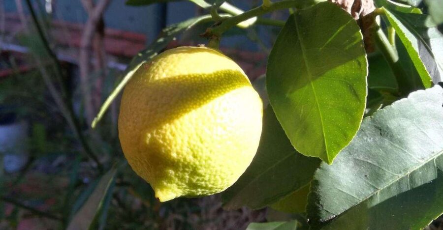 Palermo: Cooking and Limoncello Class - Inside Patrizia’s Home: A Real Cooking Classroom