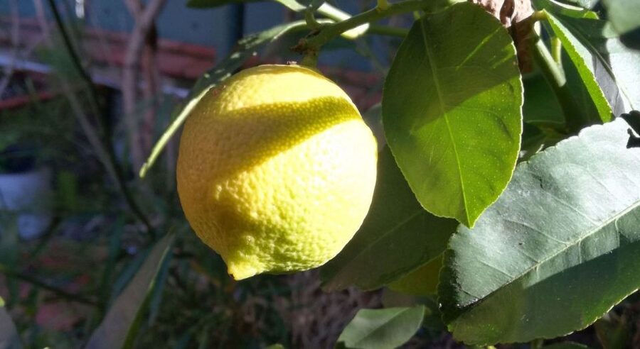 Palermo: Cooking and Limoncello Class - The 3-Course Sicilian Menu You Build Together