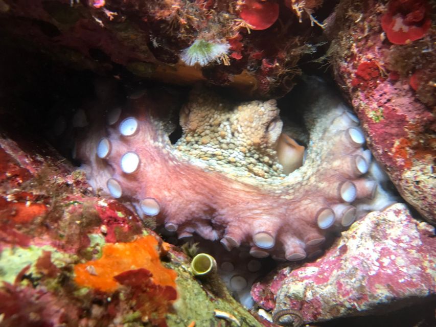 Palermo: Full-Day Snorkeling Boat Tour with Lunch and Wine - Price and Value for Money on This 8-Hour Palermo Tour