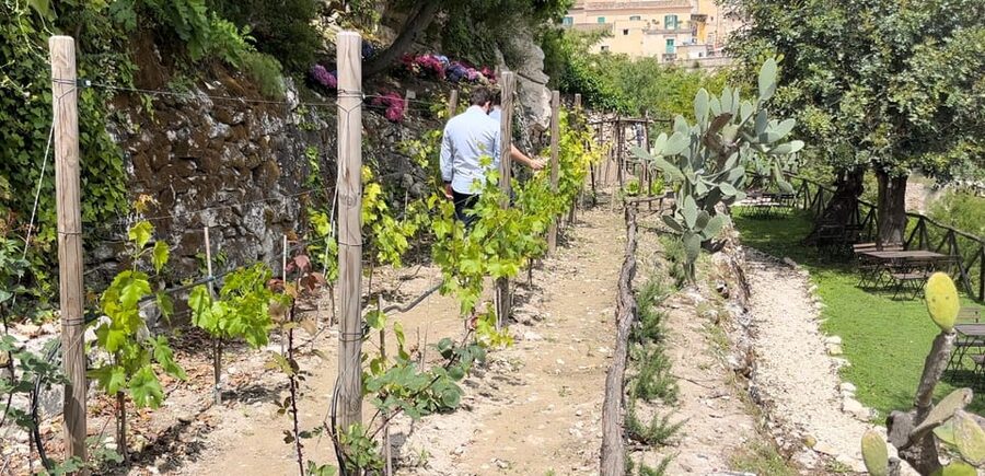 Radici: IImmerse yourself in the heady scents of our garden - The Walk Itself: 45 Minutes, Small Group Size, and Stairs