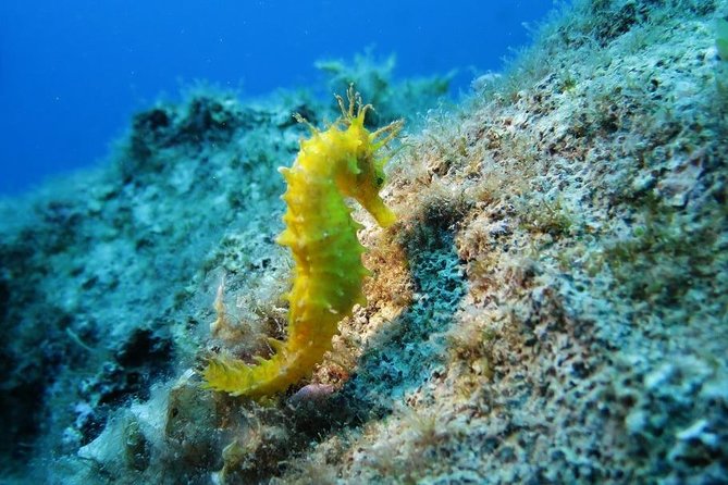 Snorkeling Tour Coast to Coast Taormina and Isola Bella - Key Points Before You Go