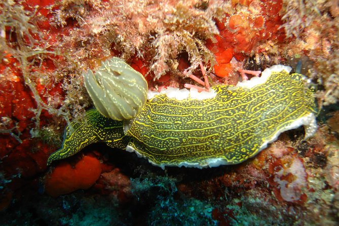 Snorkeling Tour Coast to Coast Taormina and Isola Bella - Coast-to-Coast Sailing Between Giardini Naxos and Taormina