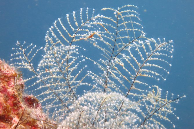 Snorkeling Tour Coast to Coast Taormina and Isola Bella - Mediterranean Wildlife: What You Should Actually Be Watching For