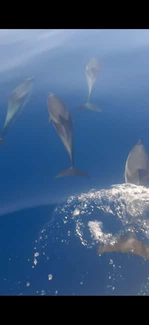 Sunset tour in search of dolphins with aperitif - Quick highlights