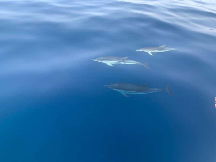 Sunset tour in search of dolphins with aperitif - The swim stop with aperitivo: what it’s like and what to bring