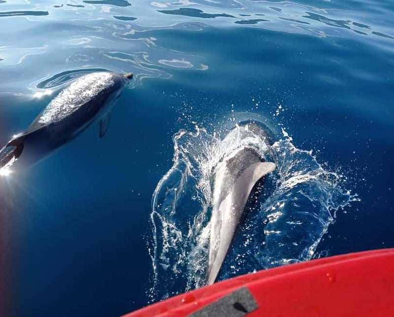 Sunset tour in search of dolphins with aperitif - Offshore dolphin watching at sunset: the thrill and the reality check