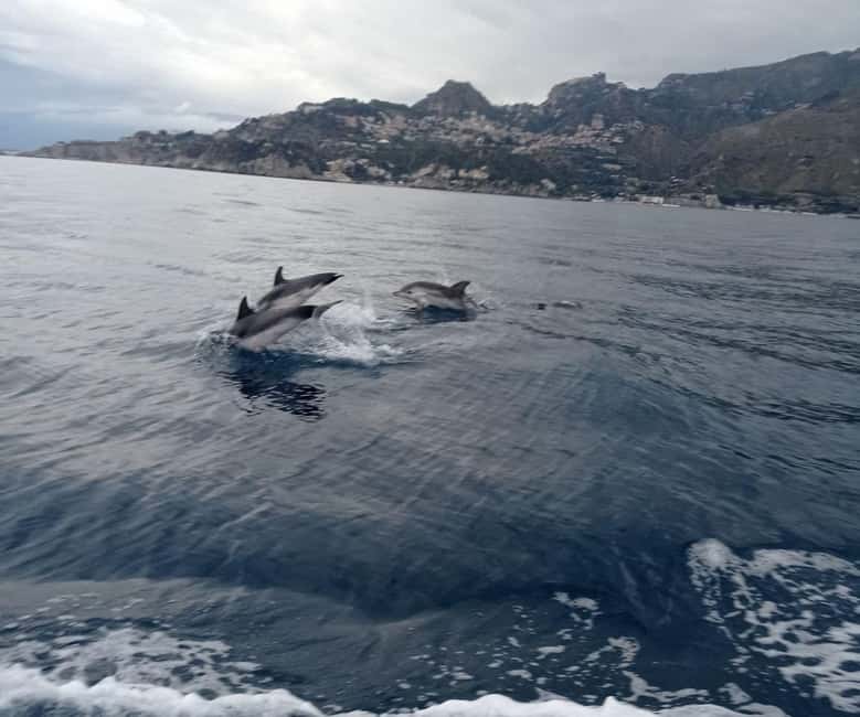 Sunset tour in search of dolphins with aperitif - Should you book this sunset dolphin cruise?