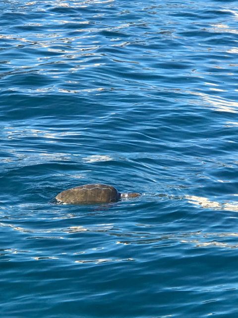 Syracuse:Boat tour Ortigia,Pillirina and seacaves - Key points at a glance