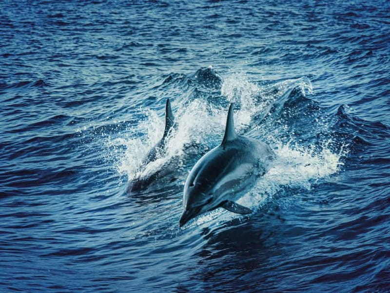 Taormina and Giardini Naxos: 2 Hour Dolphin Tour & Grotto - Key Things That Make This Tour Worth Your Time