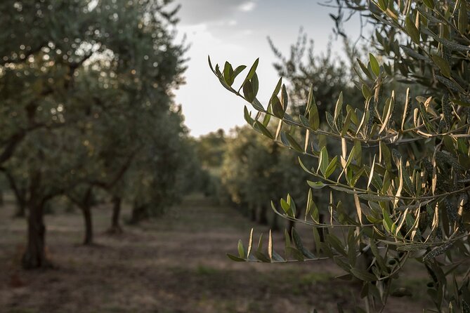 Visit to the olive grove, oil tasting and lunch at the farm - Inside the Family Mill: What the Olive Oil Tasting Teaches You