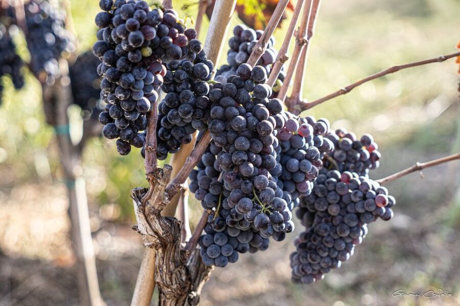 Walk among the rows of vineyards and wine tasting - Should You Book Barbadoro Wine Tasting?