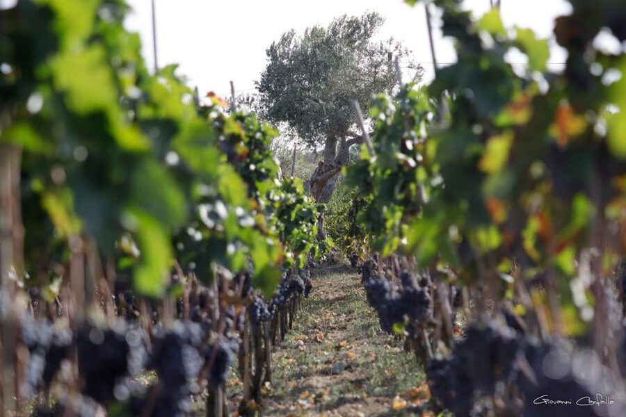 Walk among the rows of vineyards and wine tasting - The Tasting That Matters: Four Organic Wines With Named Pairings