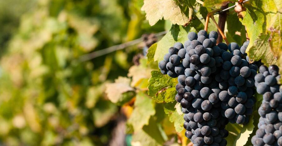 Wine Tasting and Typical Tastings in the Val di Noto - Val di Noto in 90 Minutes: What the Tasting Really Includes