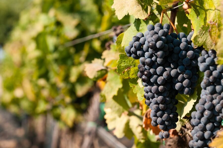 Wine Tasting and Typical Tastings in the Val di Noto - From Vineyards to Cellar: How the Visit Feels Like Part of the Lesson