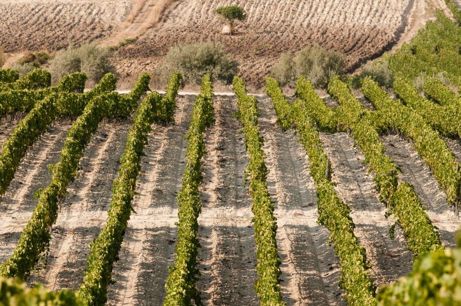 Wine Tasting and Typical Tastings in the Val di Noto - The Main Tradeoffs You Should Know Before Booking