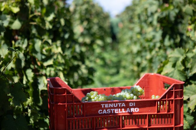 Wine tasting THE CLASSICS - Meeting point, timing, and practical tips so you don’t lose time